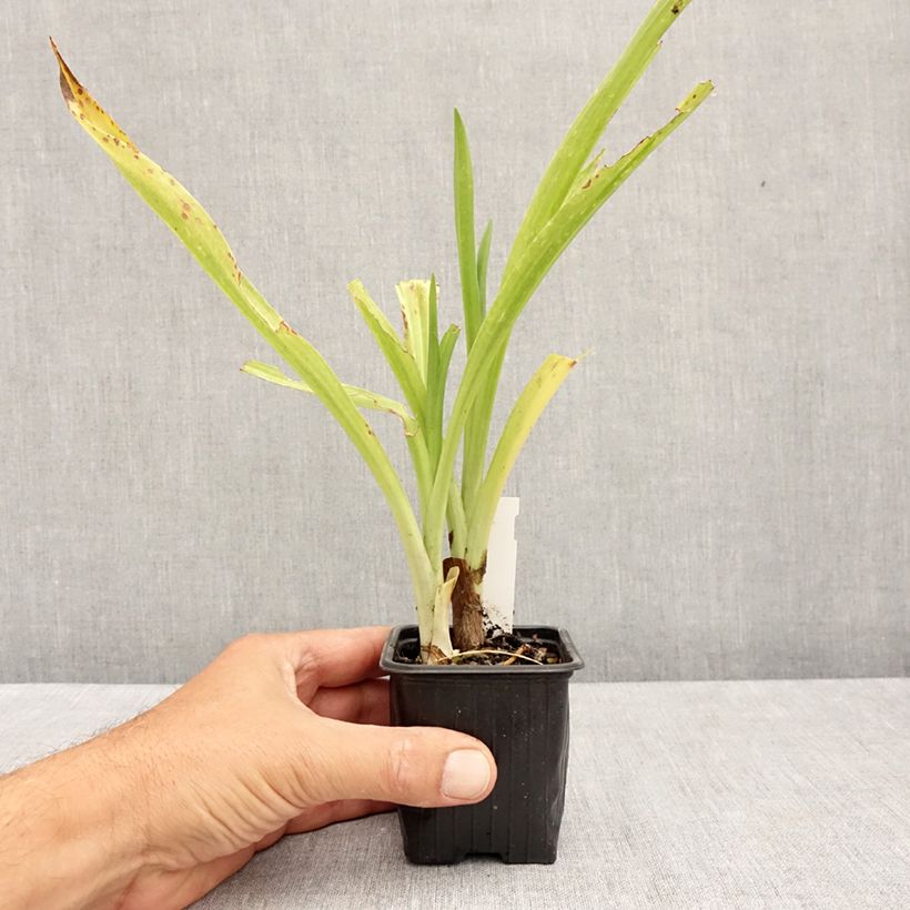 Amostra de Spiranthes cernua var. odorata Chadd's Ford Vaso de 8/9 cm tal como entregue no verão