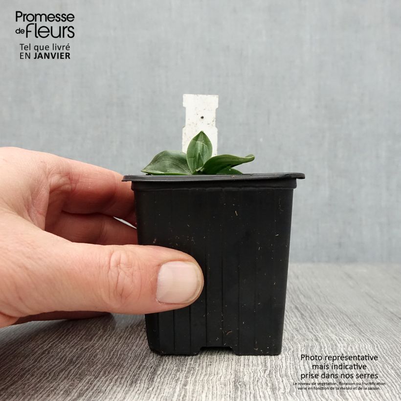 Amostra de Spiranthes Chadd's Ford - Orchidée terrestre Vaso de 8/9 cm tal como entregue no inverno