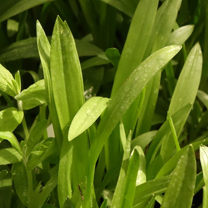 Spiranthes cernua var. odorata Chadd's Ford (Folhagem)