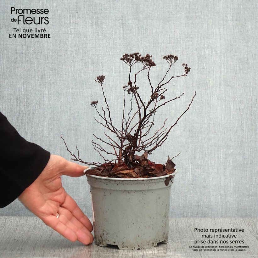 Amostra de Espireia Pink Sparkler - Spiraea betulifolia Vaso de 2 L/3 L tal como entregue no outono