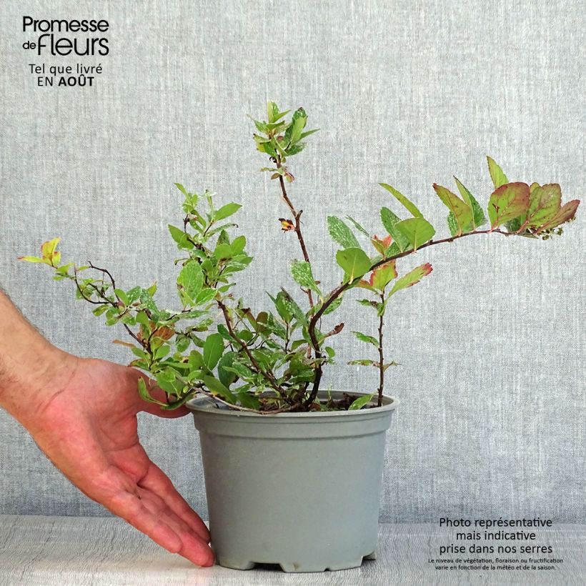 Amostra de Espireia Pink Sparkler - Spiraea betulifolia Vaso de 2 L/3 L tal como entregue no verão