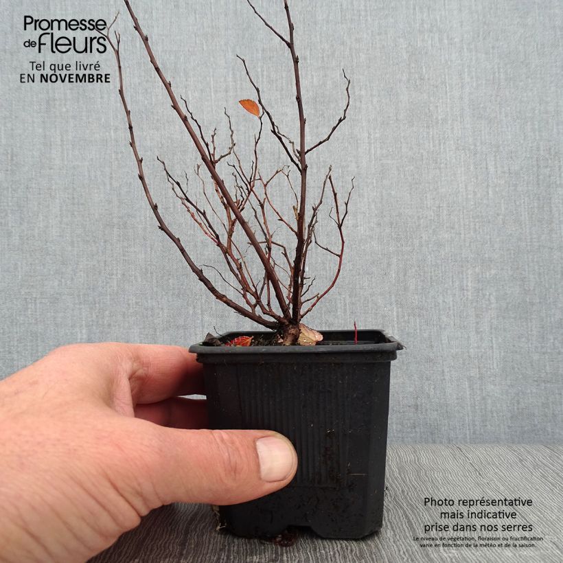 Amostra de Espireia Tor - Spiraea betulifolia Vaso de 8/9 cm tal como entregue no outono