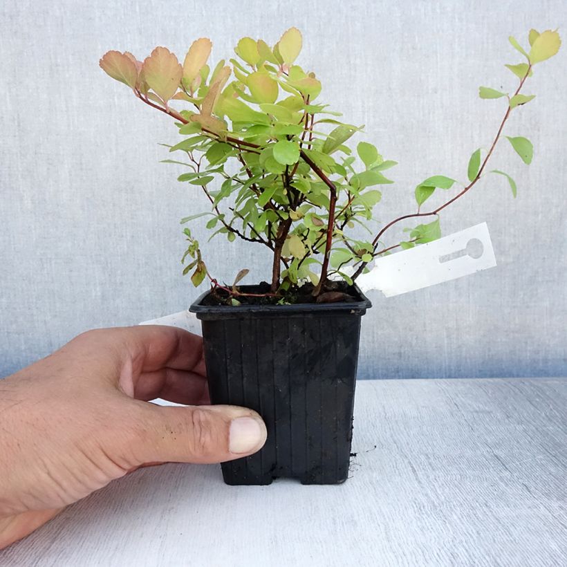 Amostra de Espireia Tor - Spiraea betulifolia Vaso de 8/9 cm tal como entregue no verão