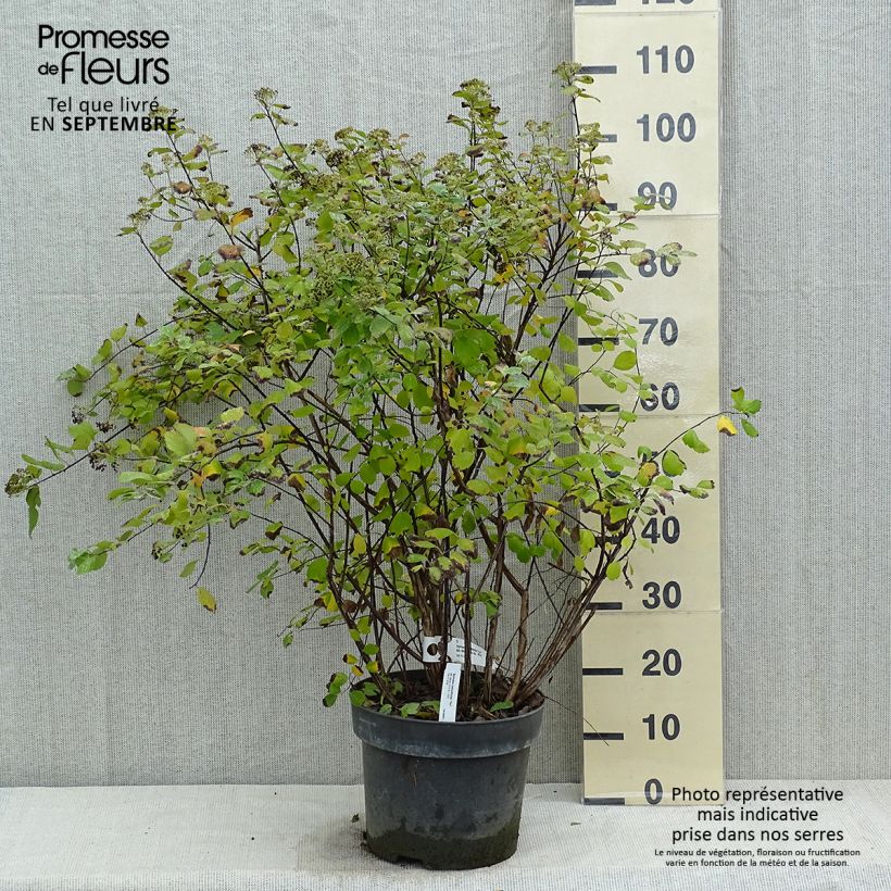 Amostra de Espireia Tor - Spiraea betulifolia Vaso de 7,5 L/10 L tal como entregue no outono
