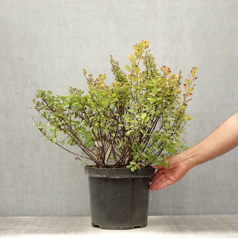 Amostra de Espireia Tor Gold - Spiraea betulifolia Vaso de 7,5 L/10 L tal como entregue no verão
