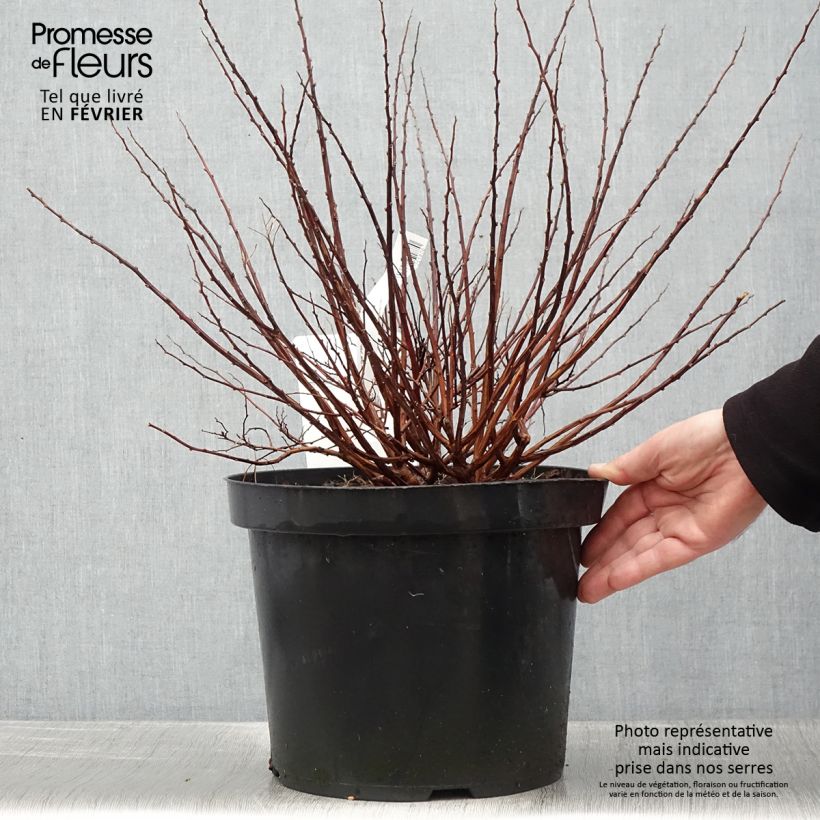 Amostra de Spirée à feuilles de bouleau Tor Gold - Spiraea betulifolia Vaso de 7,5 L/10 L tal como entregue no inverno