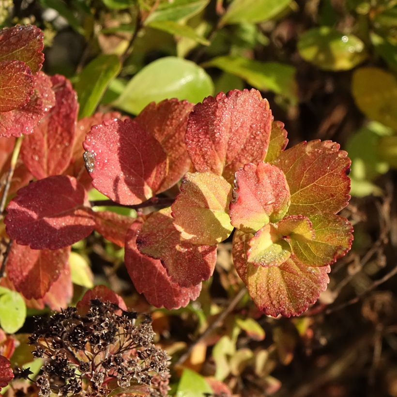 Espireia Tor Gold - Spiraea betulifolia (Folhagem)