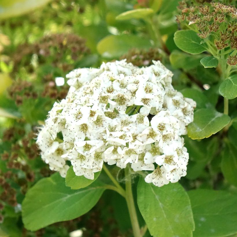 Espireia Tor Gold - Spiraea betulifolia (Floração)