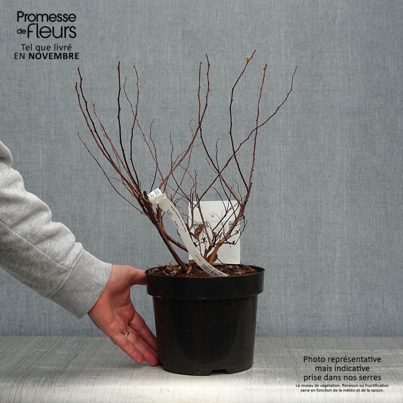 Amostra de Espireia Tor Gold - Spiraea betulifolia Vaso de 3 L/4 L tal como entregue no outono