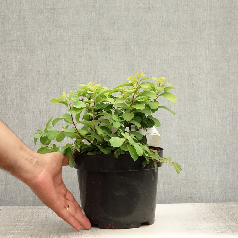Amostra de Espireia Tor Gold - Spiraea betulifolia Vaso de 3 L/4 L tal como entregue no verão