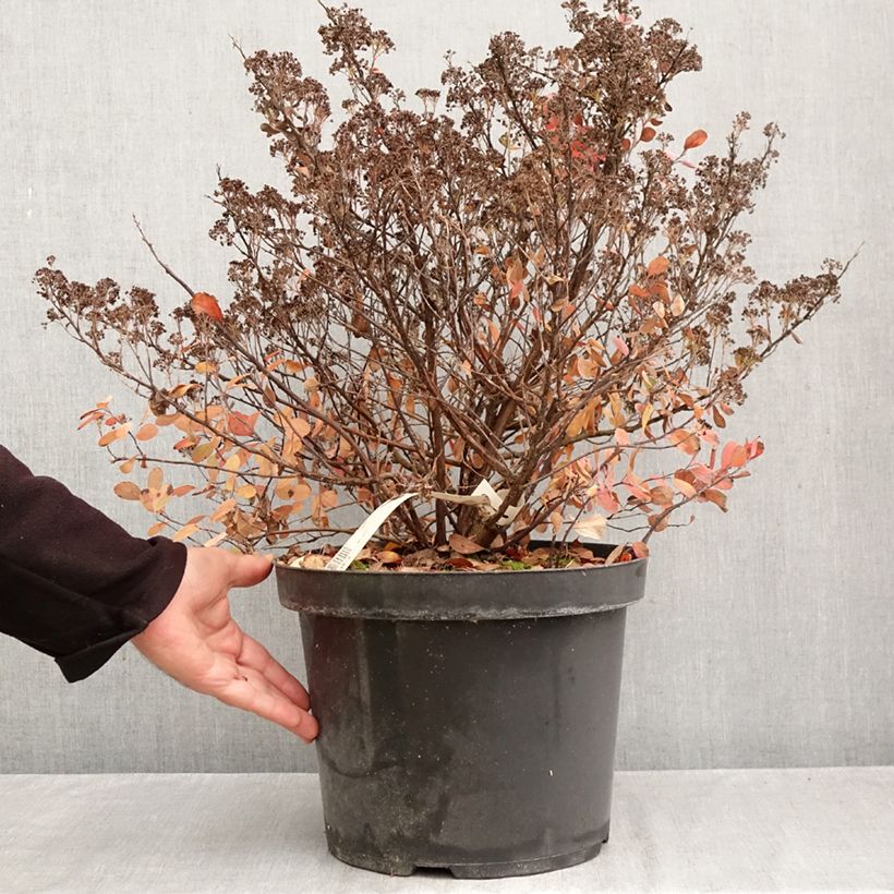 Amostra de Espireia Tor Gold - Spiraea betulifolia Vaso de 7,5 L/10 L tal como entregue no outono