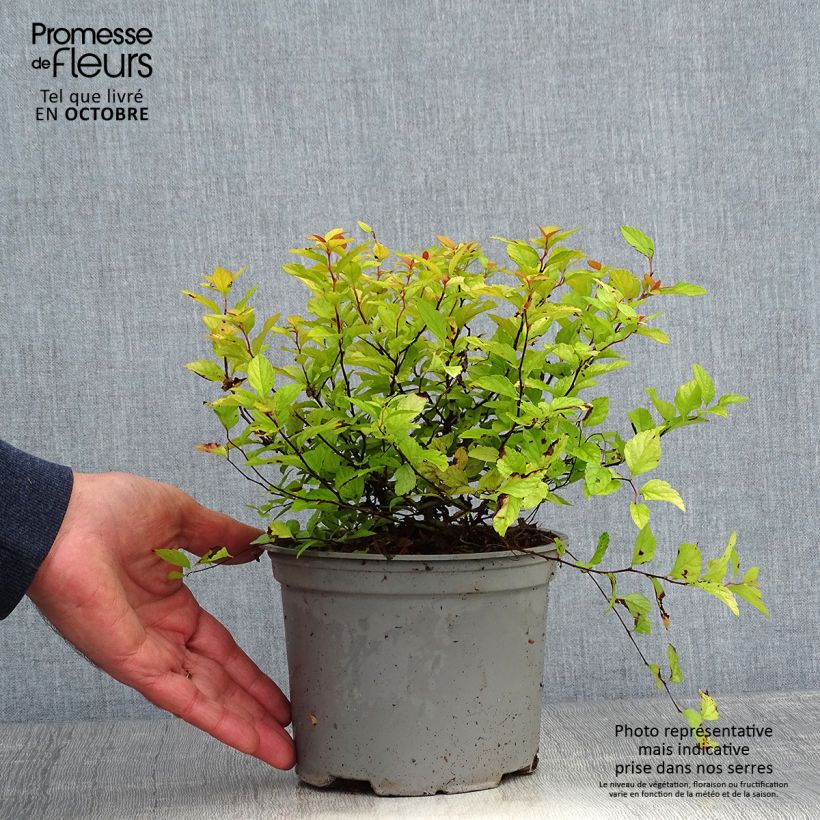 Amostra de Espireia-japonesa Candlelight - Spiraea japonica Vaso de 2 L/3 L tal como entregue no outono