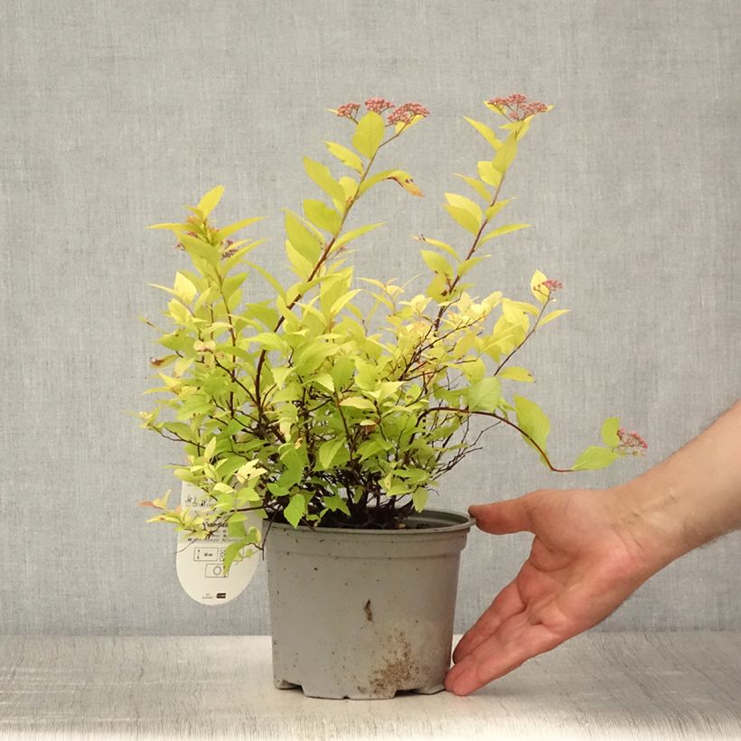 Amostra de Espireia-japonesa Candlelight - Spiraea japonica Vaso de 2 L/3 L tal como entregue no verão