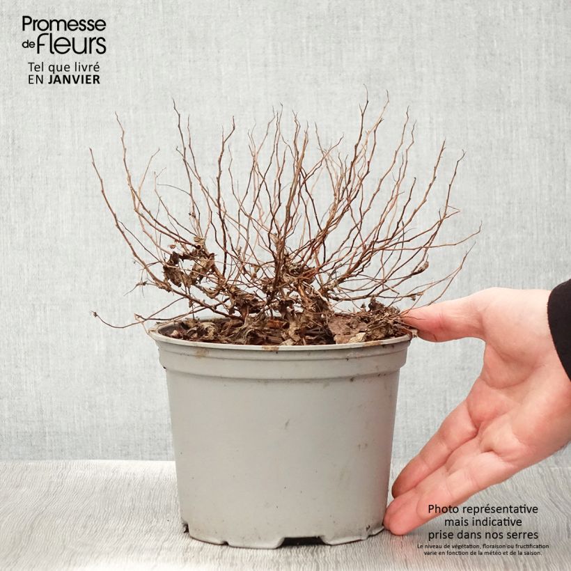Amostra de Spirée dorée - Spiraea japonica Candlelight Vaso de 2 L/3 L tal como entregue no inverno