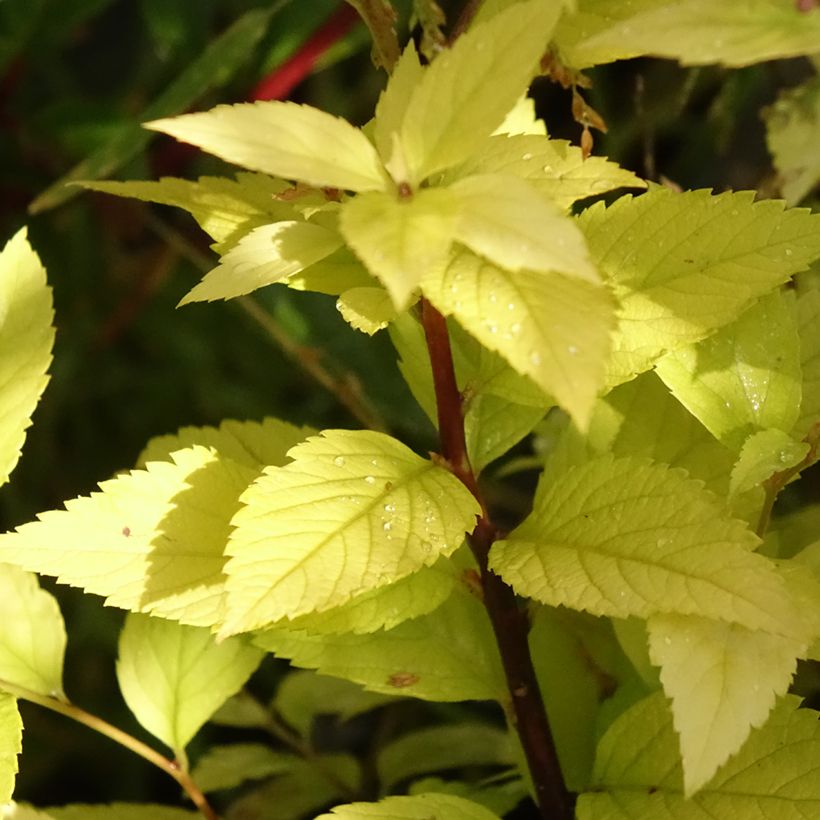 Espireia-japonesa Candlelight - Spiraea japonica (Folhagem)