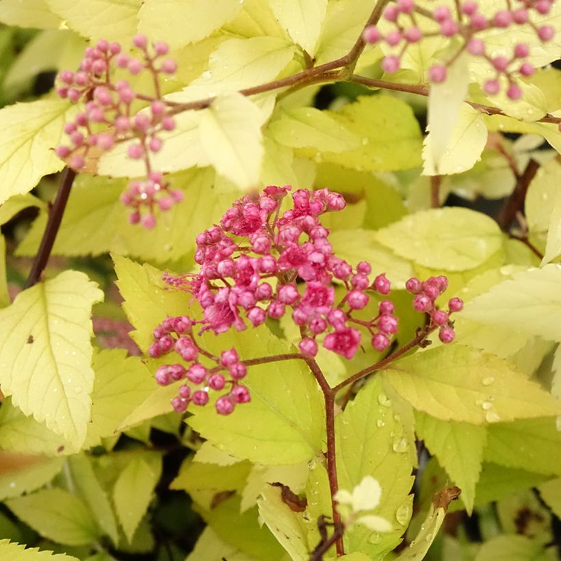 Espireia-japonesa Candlelight - Spiraea japonica (Floração)