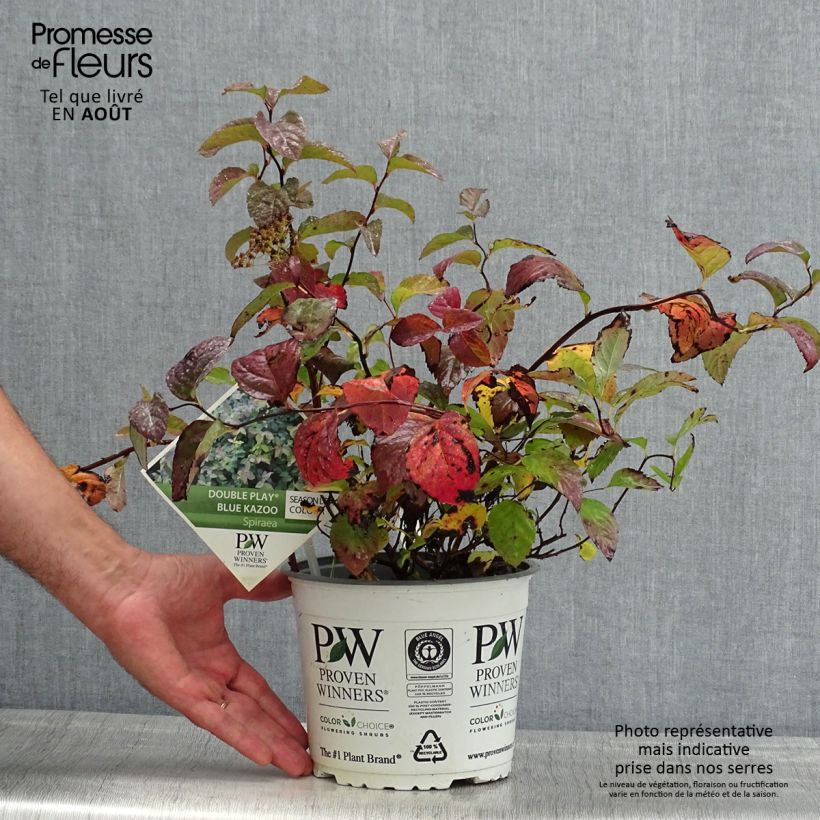 Amostra de Espireia-japonesa Double Play Blue Kazoo - Spiraea japonica Vaso de 2 L/3 L tal como entregue no verão