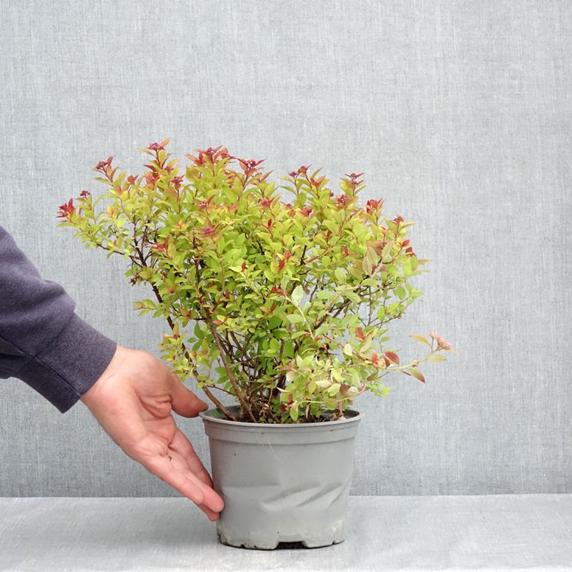 Amostra de Espireia-japonesa Merlo Gold - Spiraea japonica Vaso de 2 L/3 L tal como entregue na primavera
