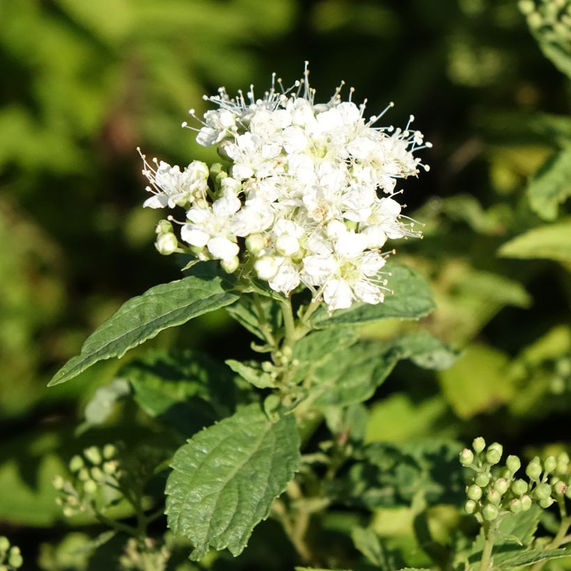 Espireia-japonesa Albiflora - Spiraea japonica (Floração)