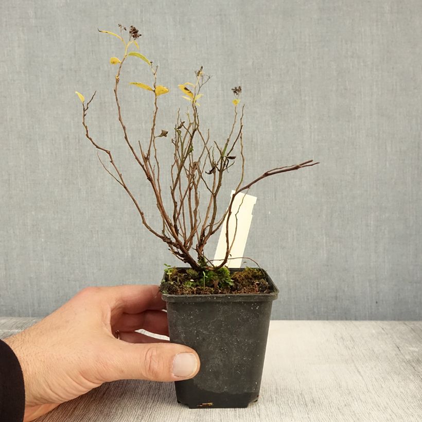 Amostra de Espireia-japonesa Albiflora - Spiraea japonica Vaso de 8/9 cm tal como entregue no outono