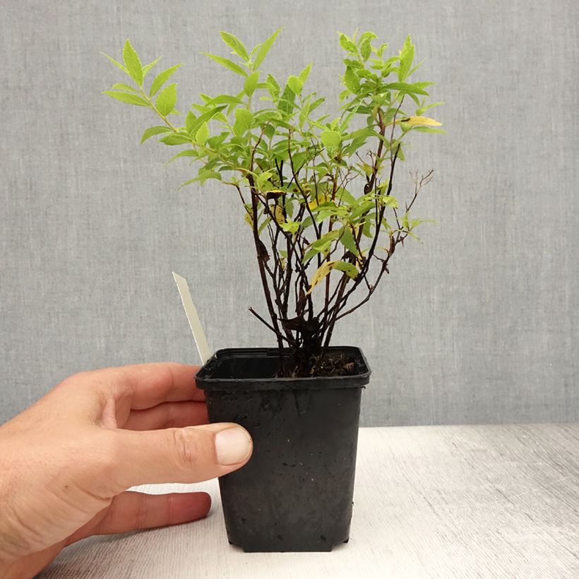 Amostra de Espireia-japonesa Albiflora - Spiraea japonica Vaso de 8/9 cm tal como entregue no verão