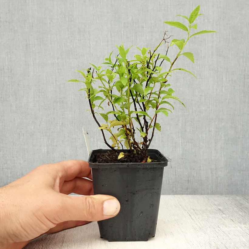 Amostra de Espireia-japonesa Albiflora - Spiraea japonica Vaso de 8/9 cm tal como entregue na primavera