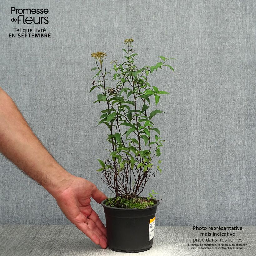 Amostra de Espireia-japonesa Anthony Waterer - Spiraea japonica Vaso de 1 L/1,5 L tal como entregue no outono