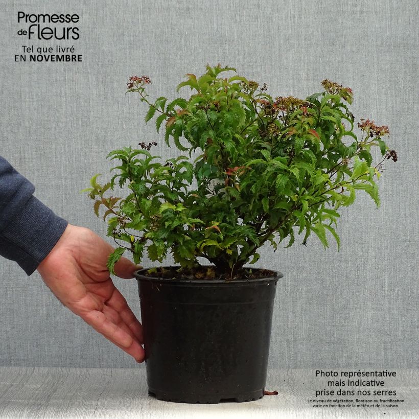 Amostra de Espireia-japonesa Crispa - Spiraea japonica Vaso de 1,5 L/2 L tal como entregue no outono