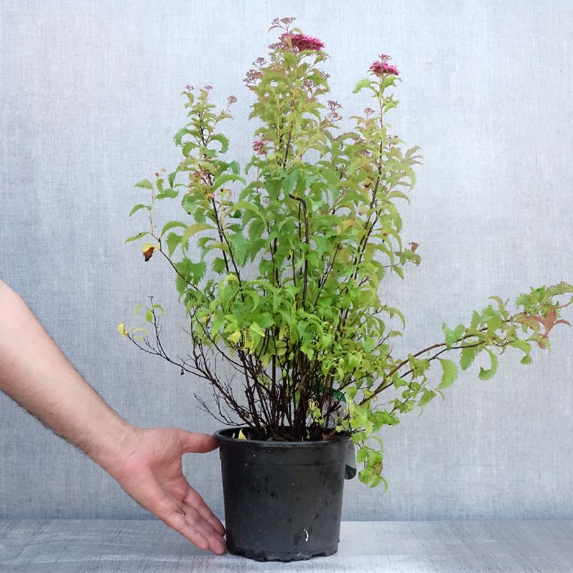 Amostra de Espireia-japonesa Crispa - Spiraea japonica Vaso de 1,5 L/2 L tal como entregue no verão