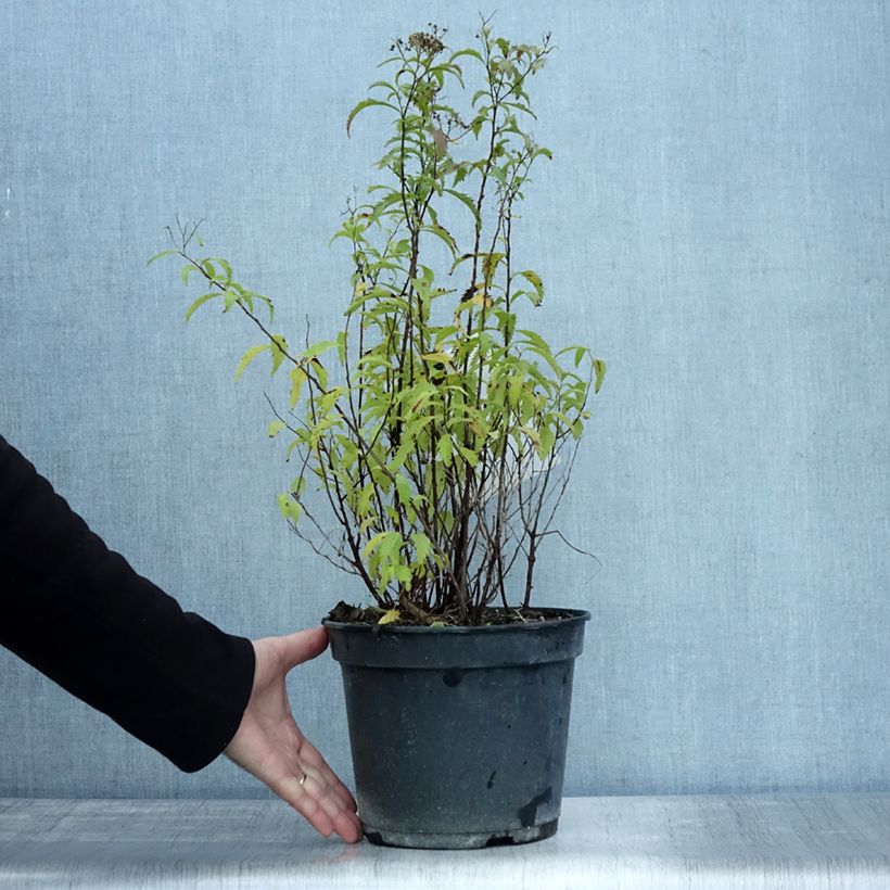 Amostra de Espireia-japonesa Crispa - Spiraea japonica Vaso de 3 L/4 L tal como entregue no outono
