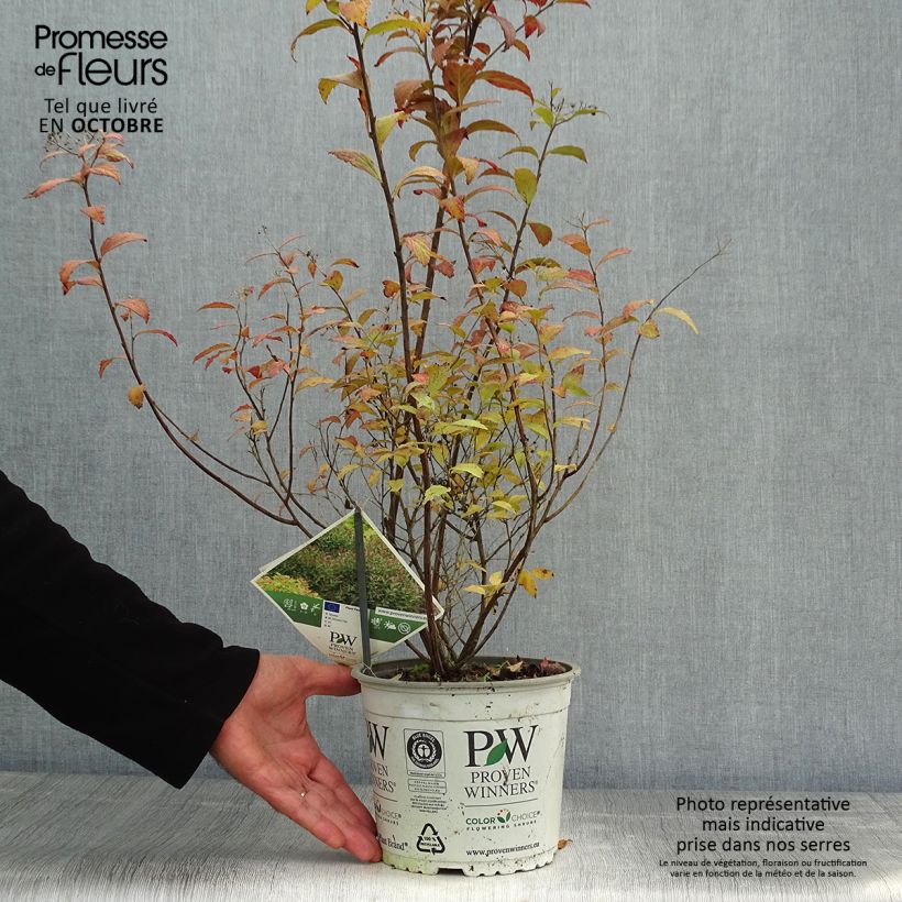 Amostra de Espireia-japonesa Double Play Artist - Spiraea japonica Vaso de 2 L/3 L tal como entregue no outono