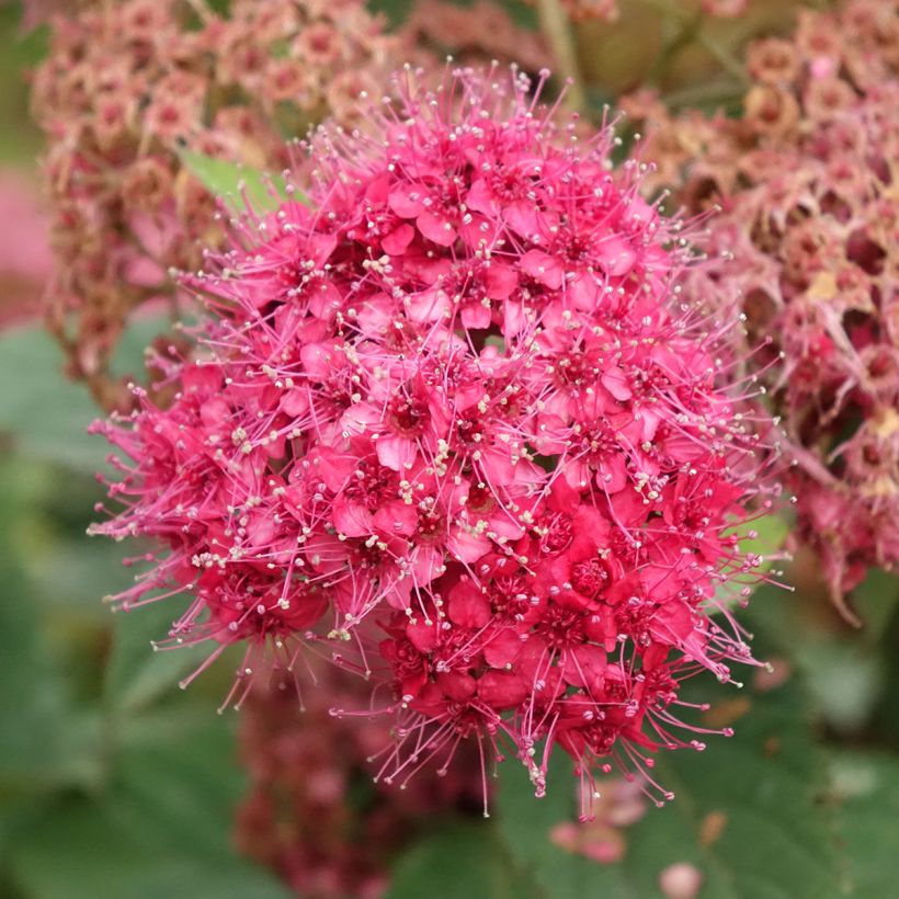 Espireia-japonesa Double Play Doozie Proven Winners - Spiraea japonica (Floração)