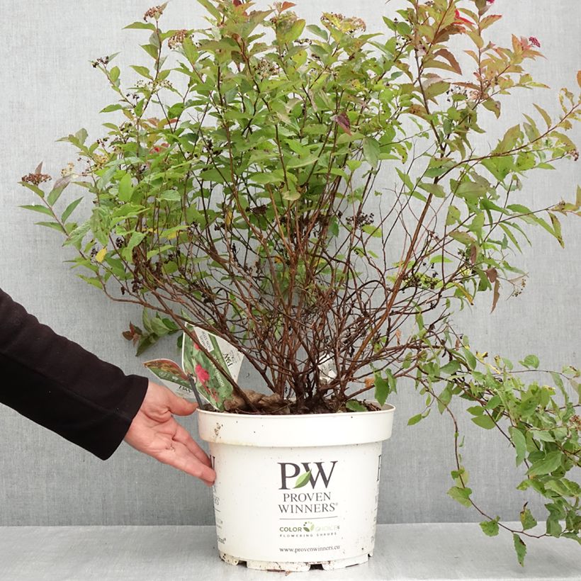 Amostra de Spirée japonaise Double Play Doozie - Spiraea japonica Pot de 7,5L/10L tal como entregue no outono