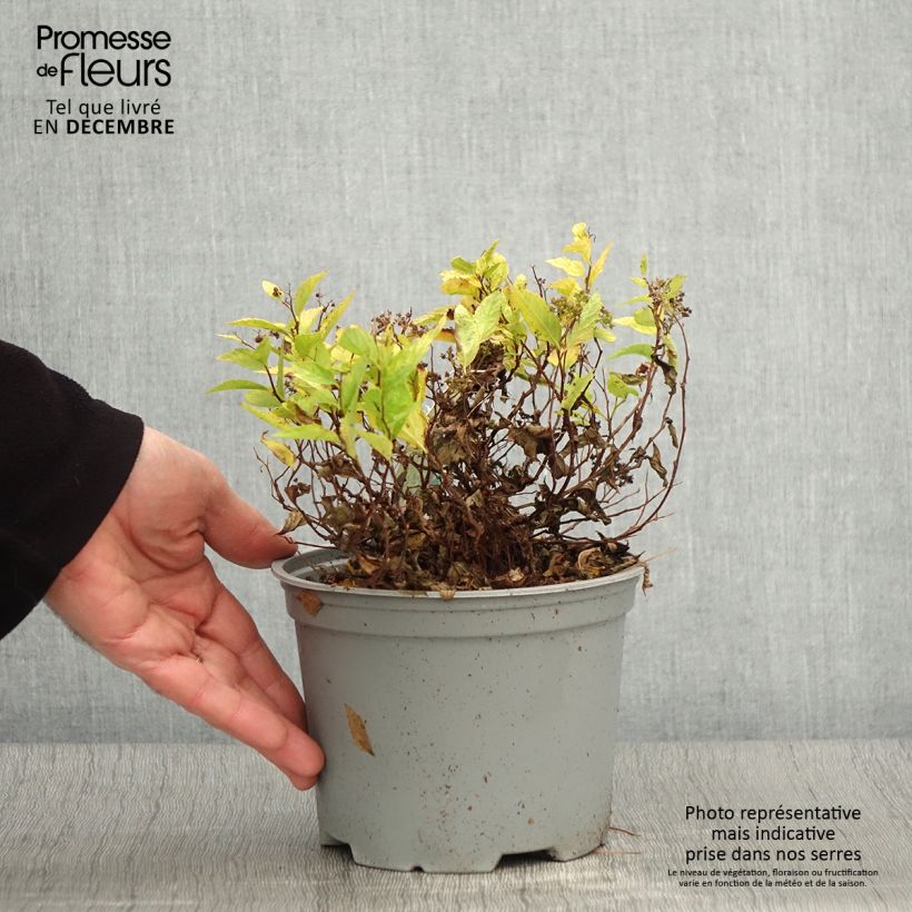 Amostra de Espireia-japonesa Double Play Gold - Spiraea japonica Vaso de 2 L/3 L tal como entregue no outono