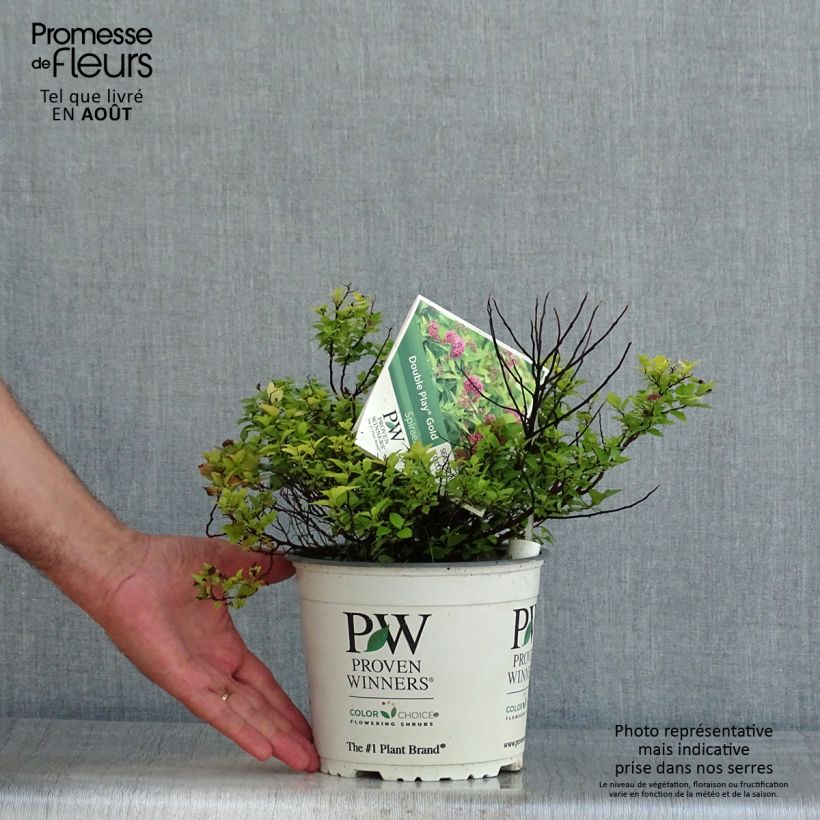 Amostra de Espireia-japonesa Double Play Gold - Spiraea japonica Vaso de 2 L/3 L tal como entregue no verão