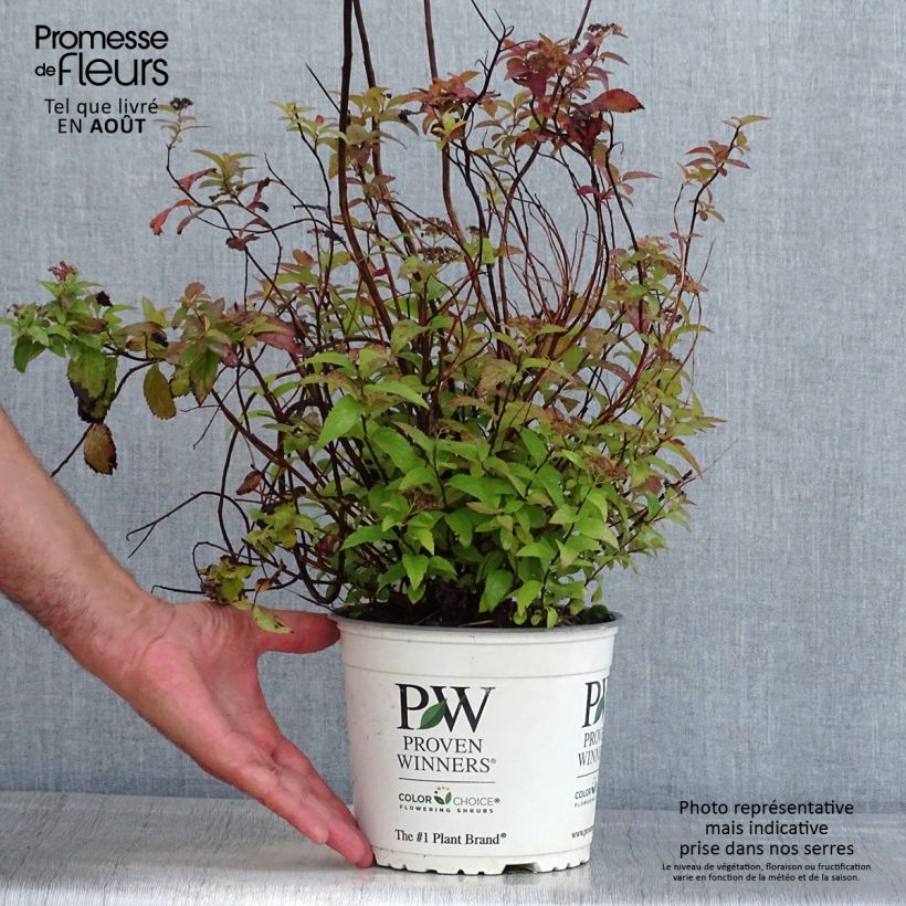 Amostra de Espireia-japonesa Double Play Red - Spiraea japonica Vaso de 2 L/3 L tal como entregue no verão