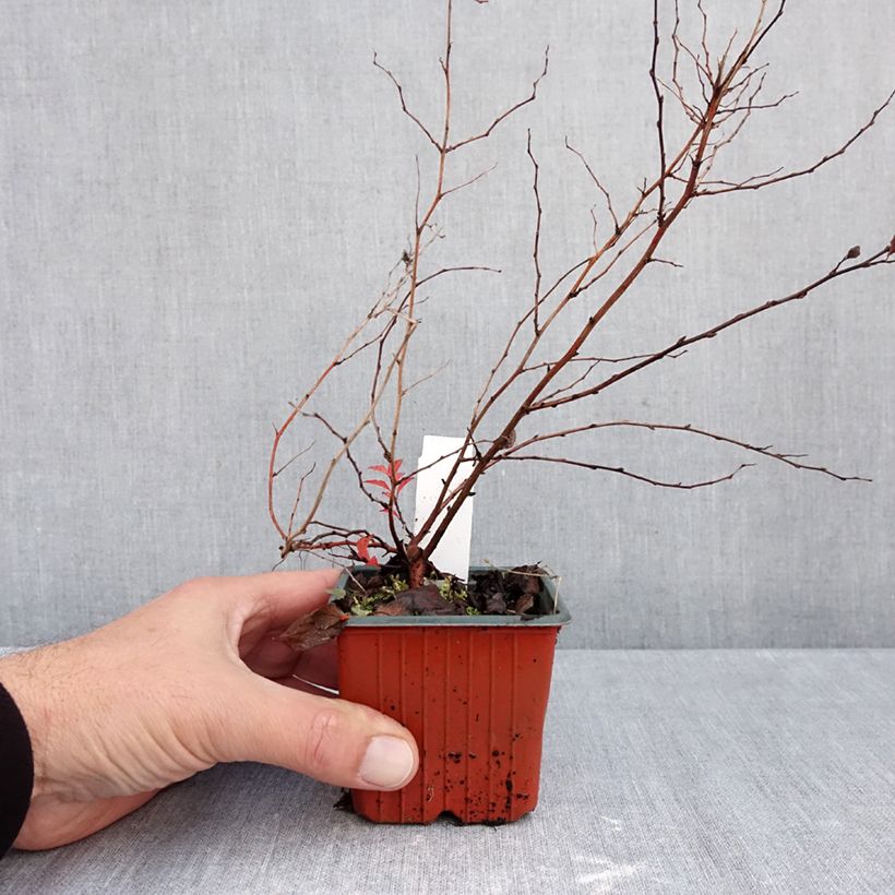 Amostra de Espireia-japonesa Firelight - Spiraea japonica Vaso de 8/9 cm tal como entregue no outono