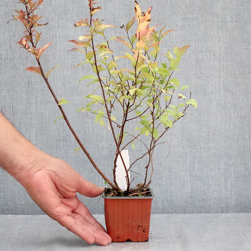Amostra de Espireia-japonesa Firelight - Spiraea japonica Vaso de 8/9 cm tal como entregue no verão