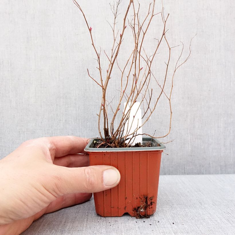 Amostra de Espireia-japonesa Firelight - Spiraea japonica Vaso de 8/9 cm tal como entregue no inverno