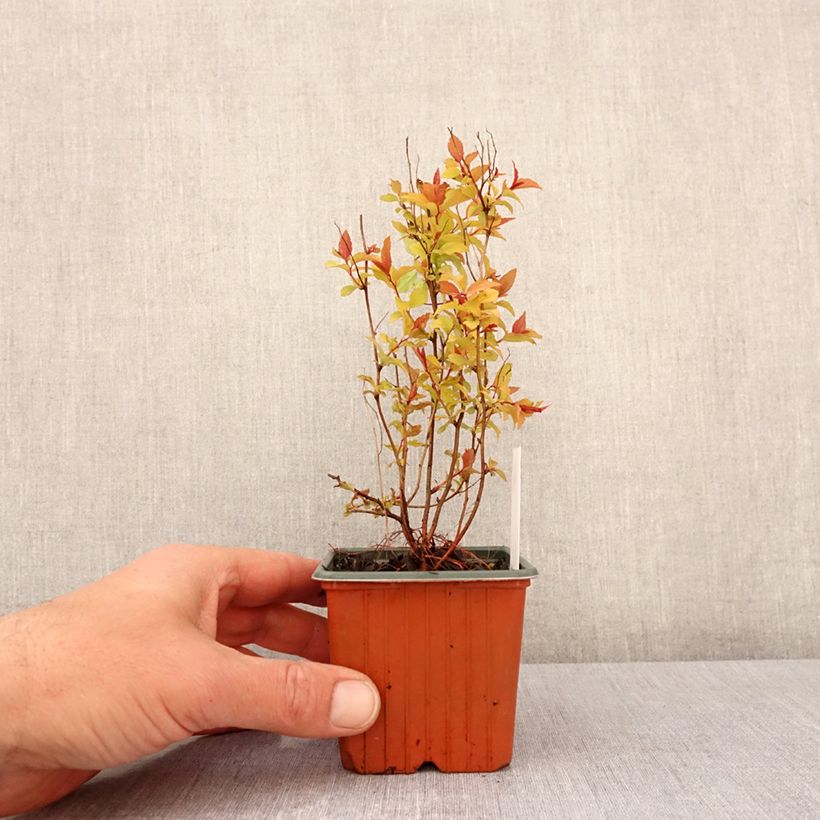 Amostra de Espireia-japonesa Firelight - Spiraea japonica Vaso de 8/9 cm tal como entregue na primavera