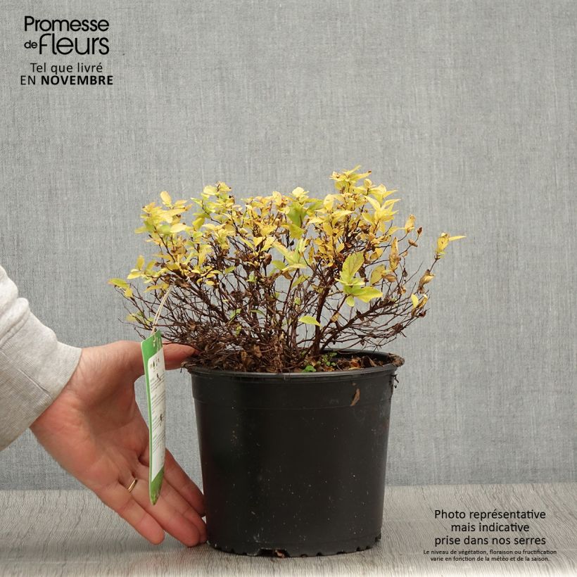 Amostra de Espireia-japonesa Golden Princess - Spiraea japonica Vaso de 2 L/3 L tal como entregue no outono