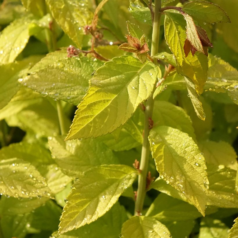 Espireia-japonesa Golden Princess - Spiraea japonica (Folhagem)