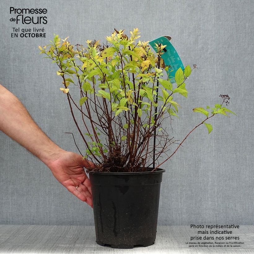 Amostra de Espireia-japonesa Goldflame - Spiraea japonica Vaso de 7,5 L/10 L tal como entregue no outono