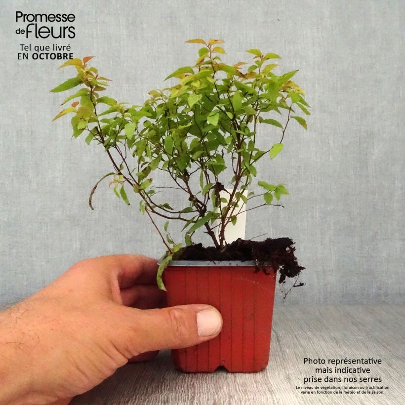 Amostra de Espireia-japonesa Goldflame - Spiraea japonica Vaso de 8/9 cm tal como entregue no outono