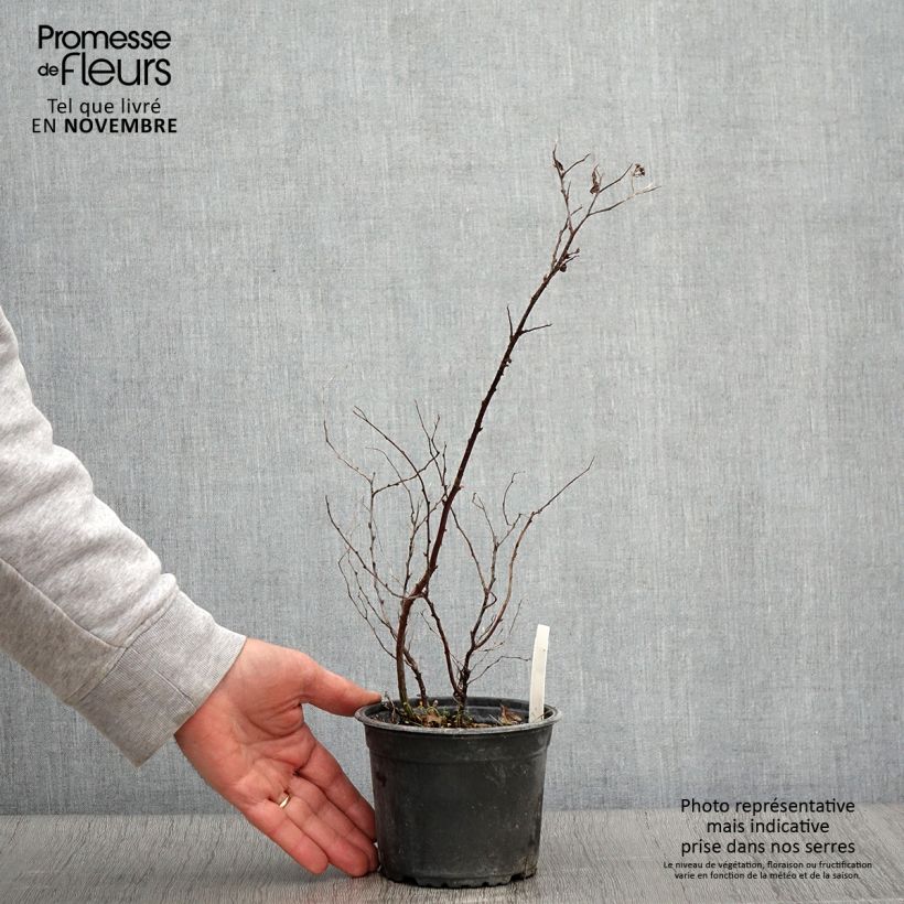 Amostra de Espireia-japonesa Goldflame - Spiraea japonica Vaso de 1 L/1,5 L tal como entregue no outono