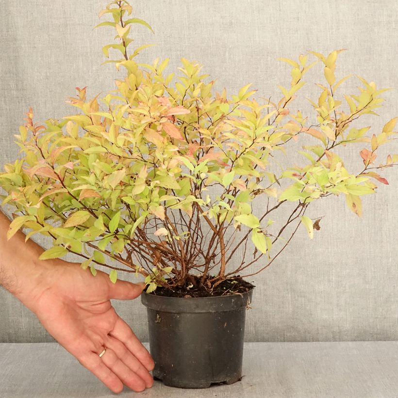 Amostra de Espireia-japonesa Goldflame - Spiraea japonica Vaso de 1 L/1,5 L tal como entregue no verão