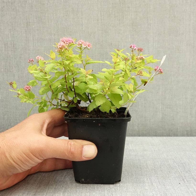 Amostra de Espireia-japonesa Goldmound - Spiraea japonica Vaso de 8/9 cm tal como entregue no verão