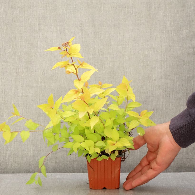 Amostra de Espireia-japonesa Goldmound - Spiraea japonica Vaso de 8/9 cm tal como entregue na primavera