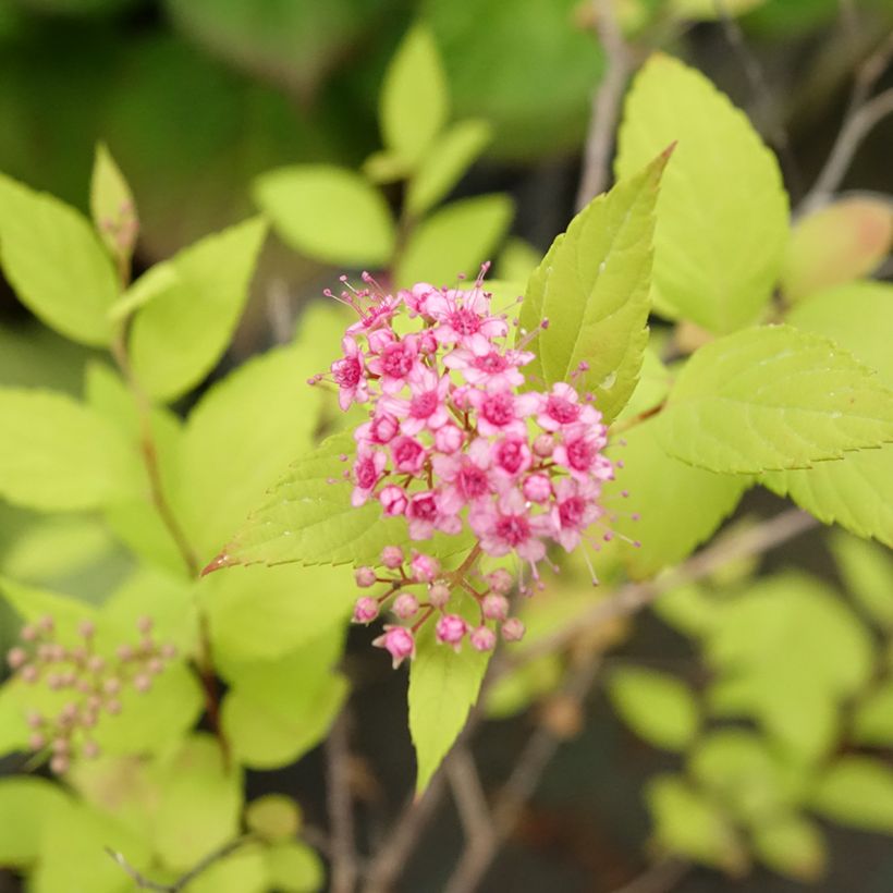 Espireia-japonesa Goldmound - Spiraea japonica (Floração)