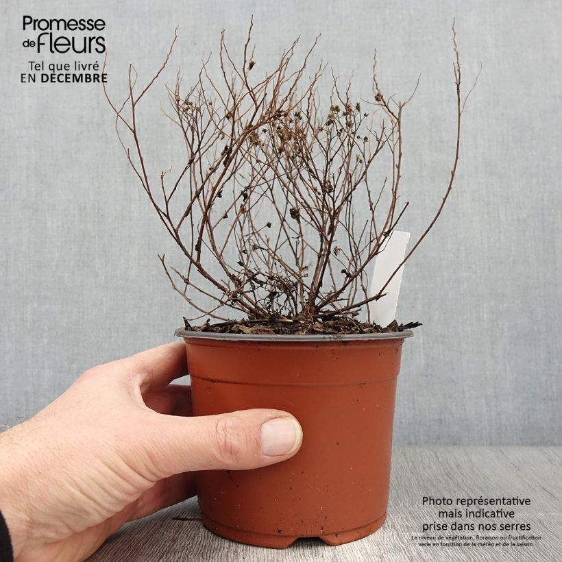 Amostra de Espireia-japonesa Little Princess - Spiraea japonica Vaso de 8/9 cm tal como entregue no outono